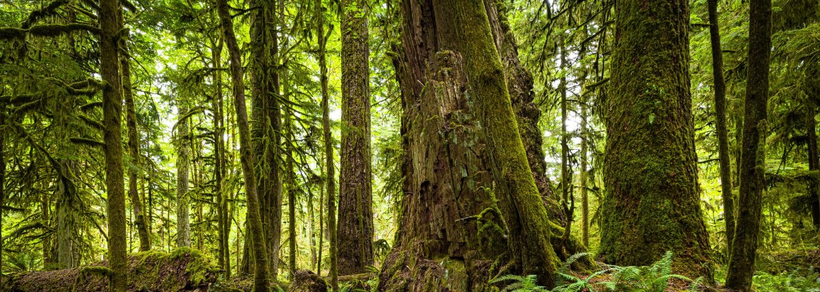 'When considering public access to forests, we recognize that the concept of “public land” is inherently anti-Indigenous. Colonial provincial law recognizes two types of land: public (also called Crown) and private land. Most “Crown” land in BC is unceded Indigenous territory.'