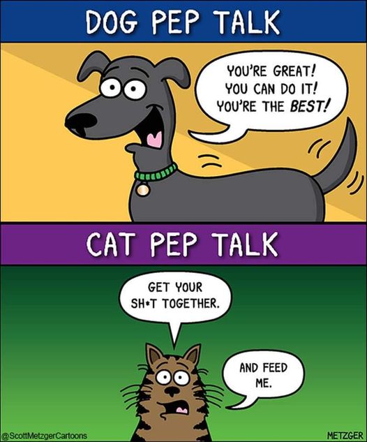 Mutt Cuts FB #humor #cats #dogs
