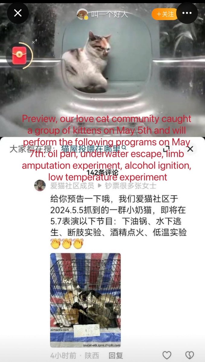 PhaedraXTeddy's tweet photo. Do you know whatever happened to anymore potential victims
@oneunderscore__ ?
Or was #cowcat just a #OneTimeThing that was #ElonsFault? Thank you for bringing light to this serious matter  
@oneunderscore__
I'm sure you did not post about viral cat in blender in #China🇨🇳 a year ago just to criticize management of x by #ElonMusk. Surely you care deeply about the plight of #Chinese animals still suffering for viewing pleasure on regular 🇨🇳#Chinese internet and intentionally exported from #China with full Cooperation from #XiJinPing and #Chinese government. #China🇨🇳 has not one law against #AnimalCruelty! People who fight #AnimalCruelty in #China🇨🇳 have even been persecuted by government. There are online and real life #AnimalAbuse CLUBS in #China. 
Twitter can not take ALL the blame for hurt feelings of people who rightfully did not want to see  JackLatio's torture video of #Cowcat here, #China🇨🇳 is also responsible for not having one law against #AnimalCruelty!
All of that is copied recently from normal Chinese social media.