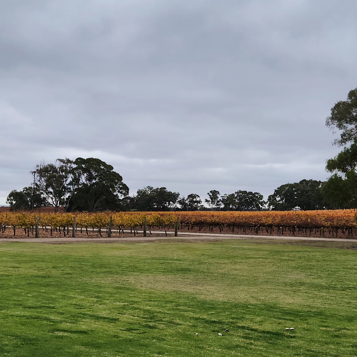AffordableCS's tweet image. What a fantastic morning hosting amazing guests for a special event at Langhorne Creek! The vineyards' beauty and shared joy made it unforgettable. 🌿🍷 #LanghorneCreek #SpecialEvent #WineryLife #GreatCompany