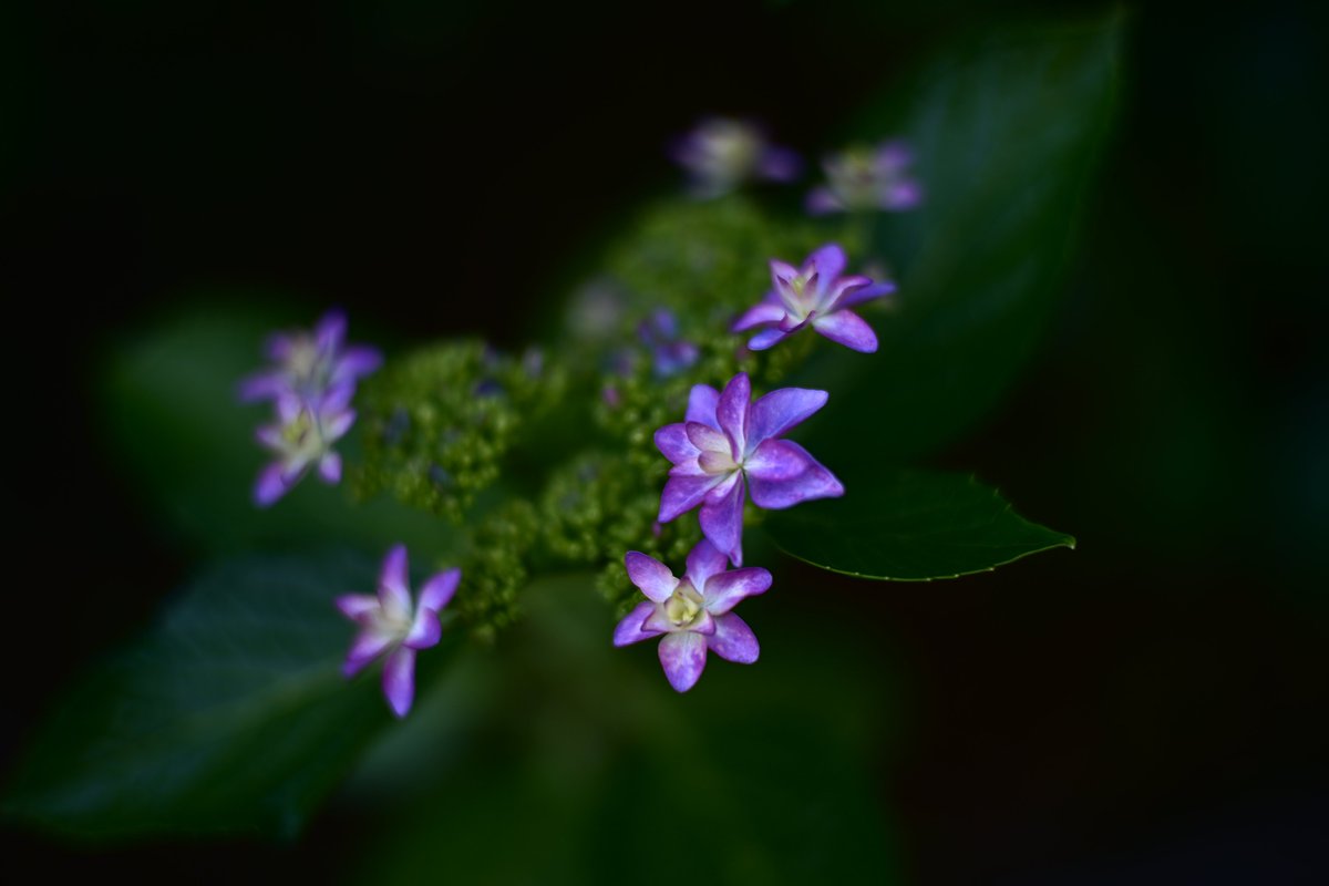 Nikon Zf
CANON LENS 50mm F1.4 Ⅱ L39

#canon #canonlens50f14