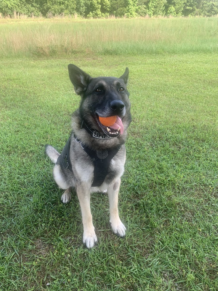 #DailyDoseOfK9Ghost 🧡🧡🧡🧡