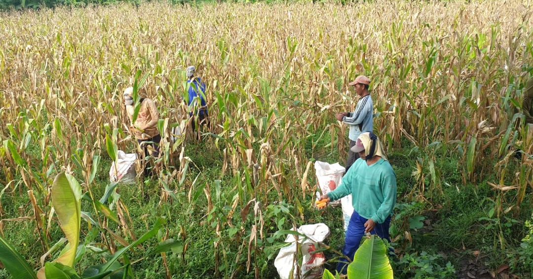 Wujudkan Ketahanan Pangan, Yonif 509 Kostrad bersama Masyarakat Panen Jagung tinyurl.com/mrcxev4z @Puspen_TNI @tni_ad @divif2kostrad @divif3kostrad #tni #tniad #Kostrad #Cakra #kostradpeduli #kostradberbagi #TNIADMengabdiDanMembangunBersamaRakyat #penkostrad