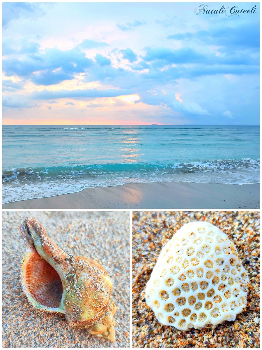 Have a nice day and great weekend everyone! 😉 The sea is so different and hides so many beautiful things... 🥰 🌊🌅🌊🏝🌊🐚🌊🦀🌊🐠🌊🏝🌊 #cuteeli #art #nature #NatureBeauty #NaturePhotography #sea #positive #environment #beautiful #seascape #shell #coral #sunset #beach #shore