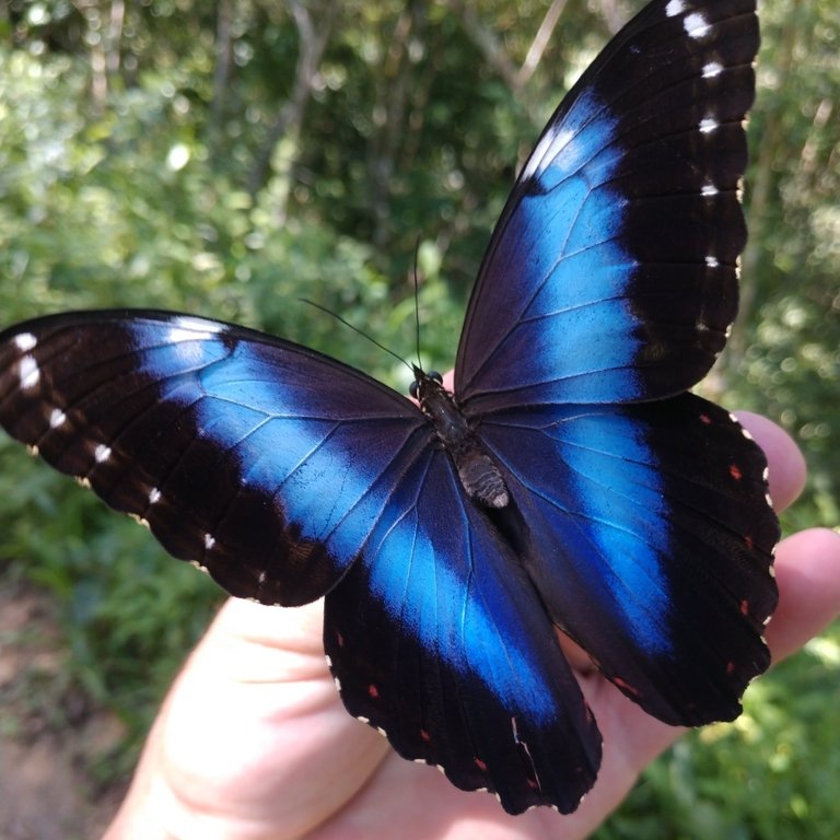 'Você nasceu com um tom de azul mais profundo que o de uma borboleta. Lindo, mas tão carente de oxigênio. Mais frio que o olhar do seu pai. Ele nunca aprendeu a simpatizar com ninguém, então não te culpo.'