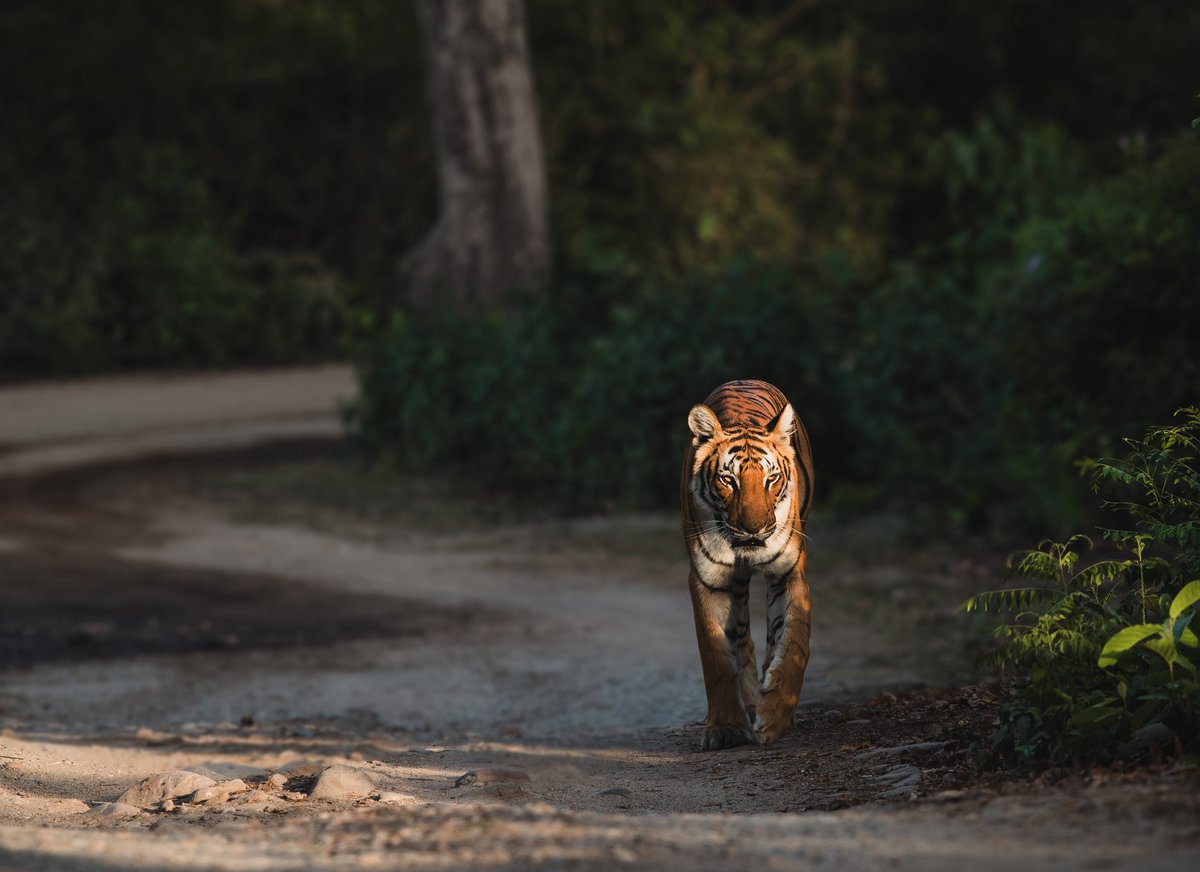 Head on walk....10 mins of adrenaline rush... 100s of shots....the camera makes you a servant. Watching that graceful walk without any viewfinder is still the best. #indiAves #tiger #wildlife #photography #travel