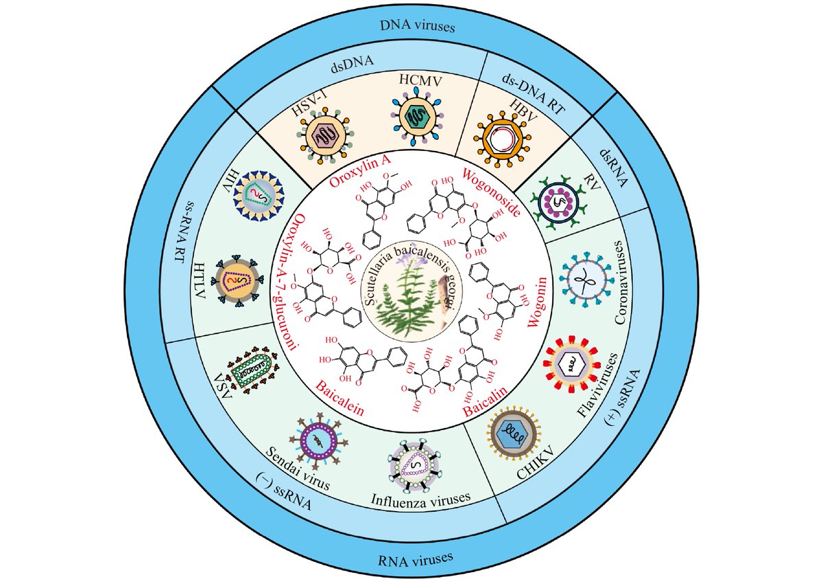 Scutellaria baicalensis: a promising natural source of antiviral compounds for the treatment of viral diseases pubmed.ncbi.nlm.nih.gov/37611975/ doi.org/10.1016/s1875-… #AntiViral #NaturalMedicine