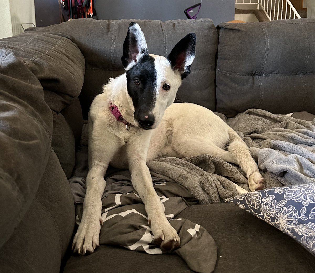 @WmDeanFrench I just adopted this one. She’s a year old, was adopted out of the shelter as a puppy last July, then returned this April. Nobody gave her a look for a month, even though she’s beautiful and has a wonderful personality. There are so many.