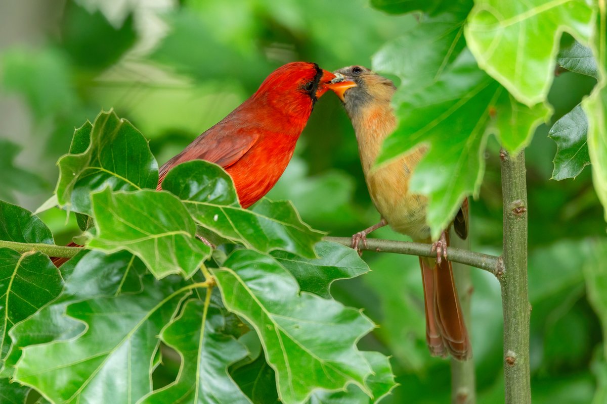 A pair of Northern Cardinal sharing one of the many Cicadas available for snacking. #northernCardinal #TwitterNatureCommunity