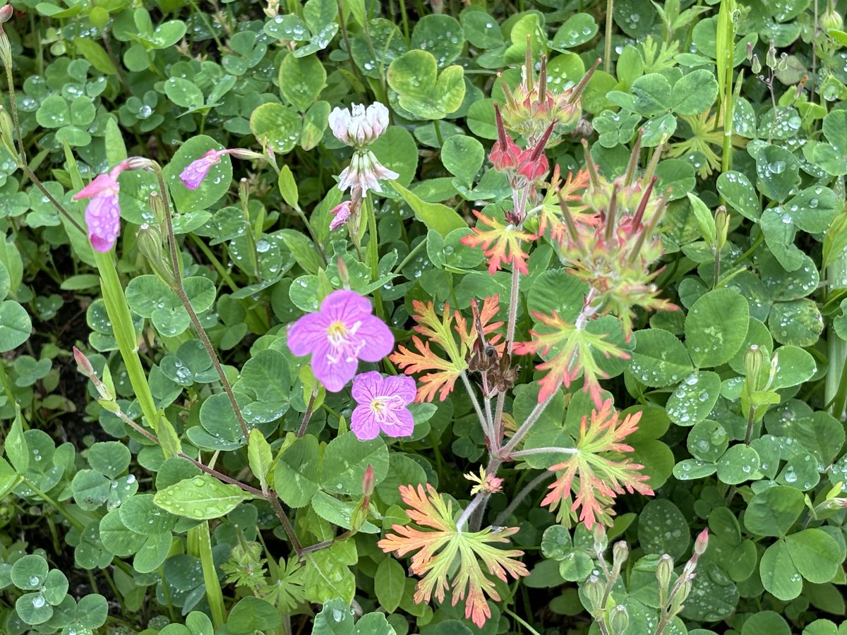 ユウゲショウとシロツメクサと共にあるのこきれいな葉っぱの野草はなんだろう？わかる人いますか？