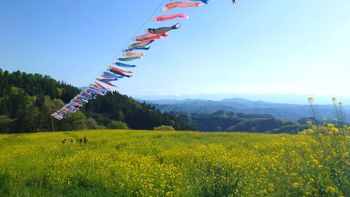 こちら #中条 のアルプス展望広場でGWに撮った写真🎏
天気もよく、菜の花と鯉のぼりがとても綺麗でした☺✨

#道の駅中条 も新鮮な野菜などが充実していて食事処もあり、とってもおすすめ！🙆‍♀️
ソフトクリームも美味しい…🫶🏼

#MJS
#ミロク情報サービス
#企業公式つぶやき部
#企業公式相互フォロー