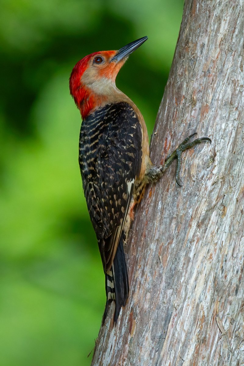 A Red-bellied Woodpecker in a cedar tree in the late afternoon light. #redbelliedwoodpecker #TwitterNatureCommunity