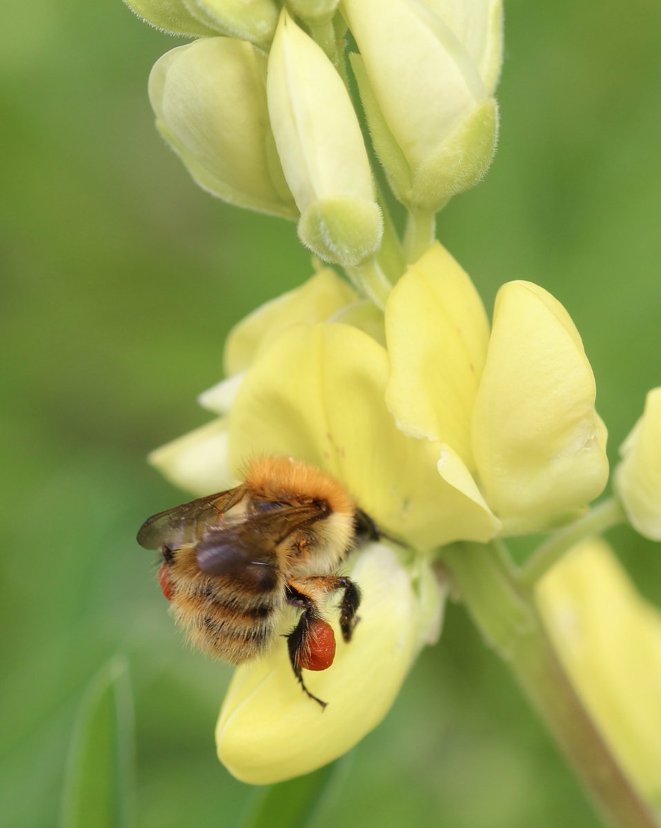 Devinez la couleur du pollen de ce lupin arbustif ! #Bourdon #ArbusteFleuri #Pollen #Jardin #MaraisPoitevin