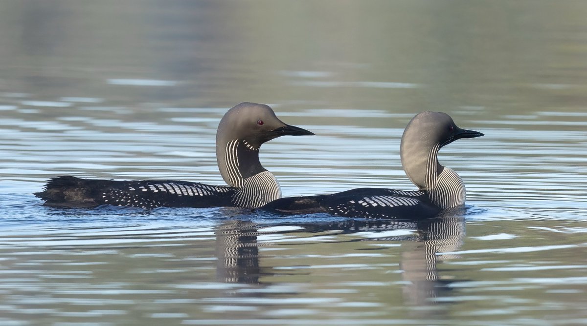 Kuikat koiras ja naaras aamulla yhdessä kierroksella mökki järvellä. #loon #male #female #gaviaarctica #kuikka #lakelife