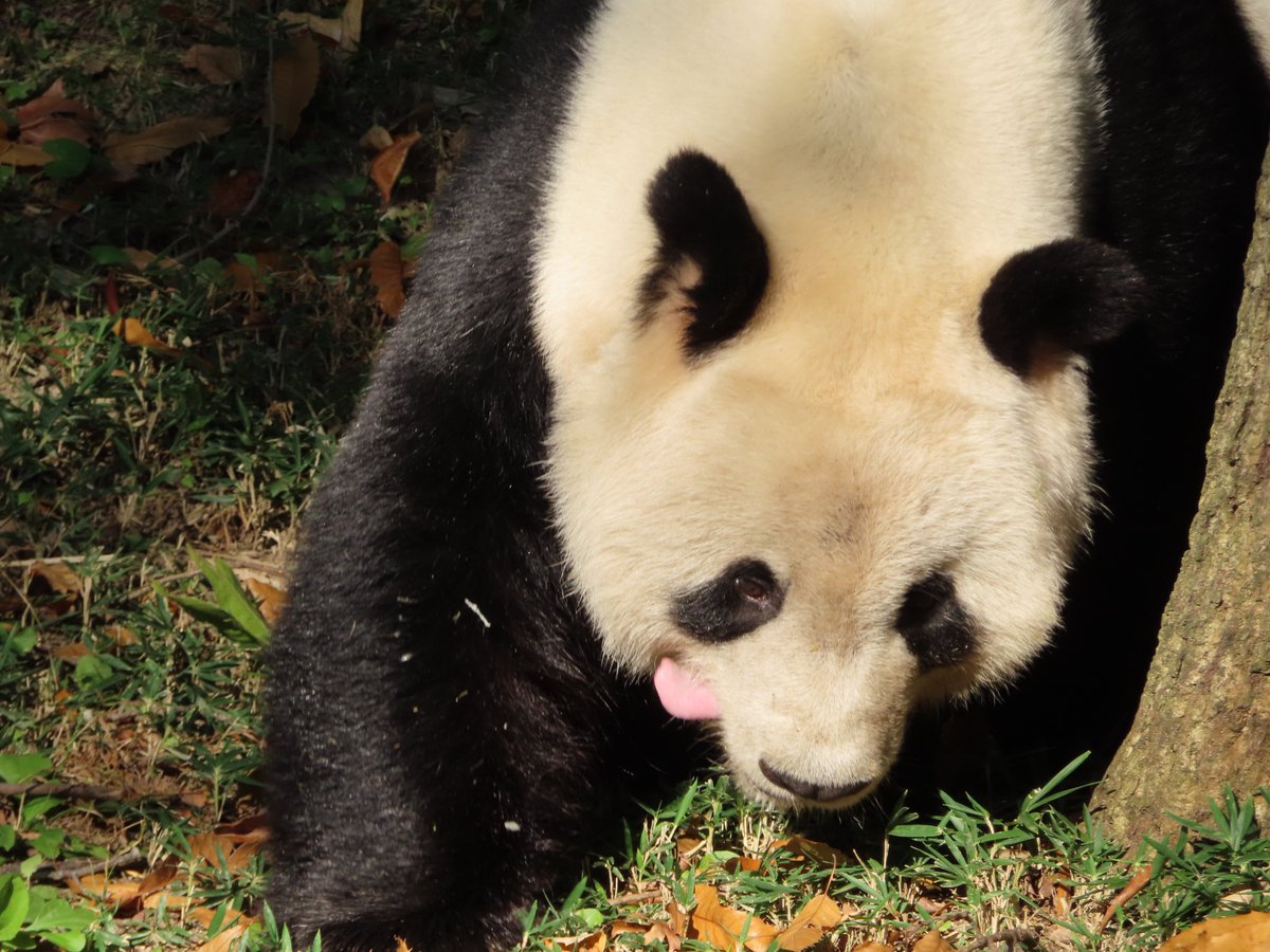 Happy #Tiansday and #TongueOutTuesday from our darling Papa Bear! (11/1/2023) 🥰 @tiantianpanda97 @GrandMeiXiang @DodgerAmes @taylorcava @kathybowler @sweetg12651 @bluestone356 @mtdc @LoveofPandas1 @NormaValentini @drnataliescala @2centsLu