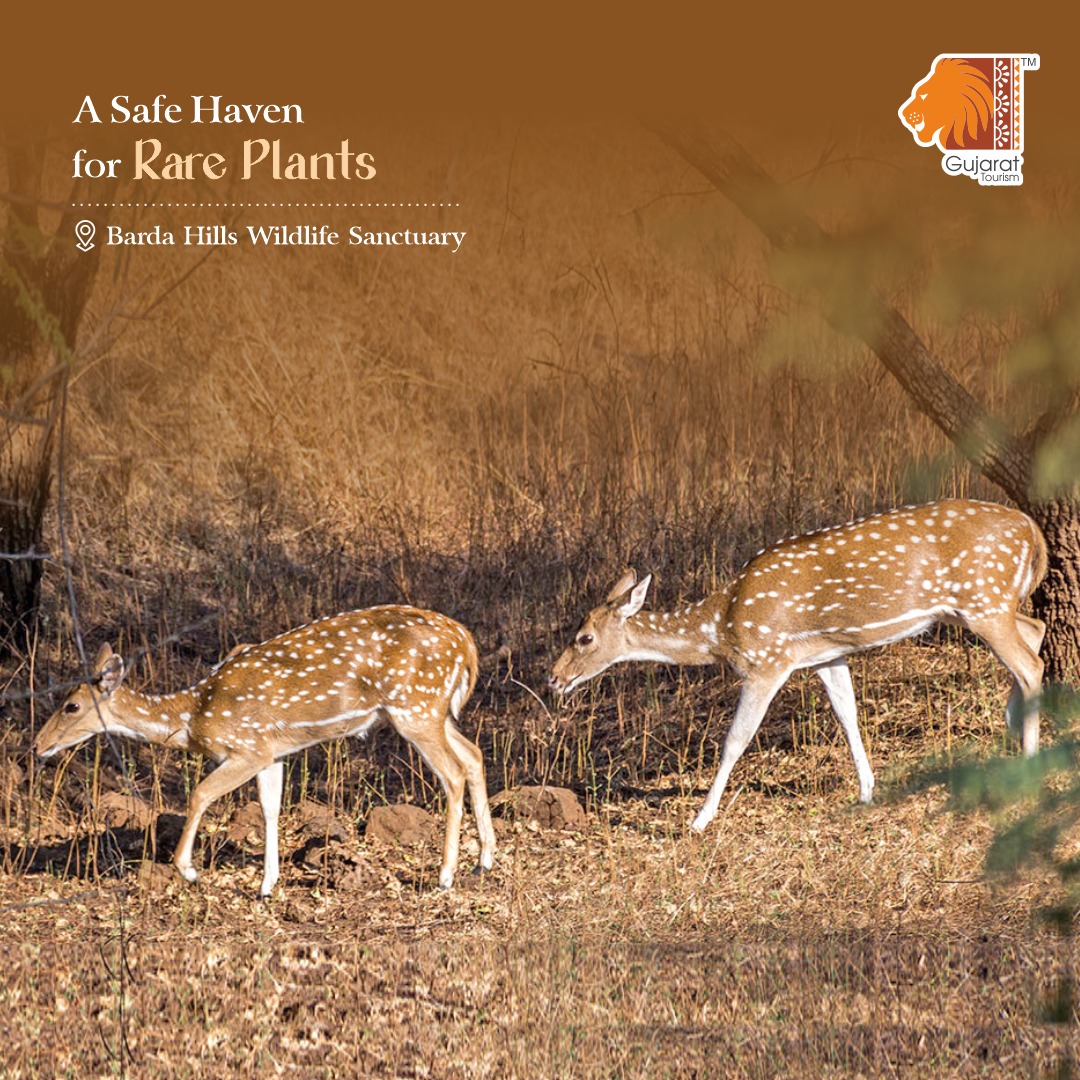 Explore the floral diversity of Barda Hills Wildlife Sanctuary, where a high density (650 species) of rare plants are found in a relatively small area of 192.31 sq. km. A visit to this beautiful sanctuary will make your heart go fonder. But beyond that, its presence is also