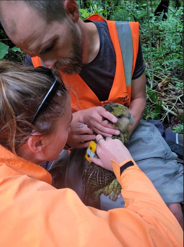 One #kakapo has got over the fence at Maungatautari in the last 3 months, but a new GPS unit meant we picked up Otepoti quickly. We’re still monitoring closely and working to understand how/why they’re escaping.  Pic: DOC. #conservation #parrots @Maungatautari1
