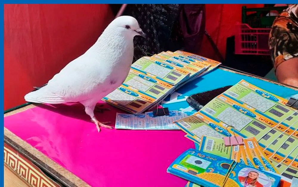 🕊 Птица счастья на Центральном рынке Бреста? Белая голубка облюбовала столик для продажи лотерейных билетов на Центральном рынке Бреста — и теперь считается, что она приносит удачу и выигрыш. Покупатели перед покупкой лотереи даже спрашивают у птицы… t2p.pw/9lyziNKeej