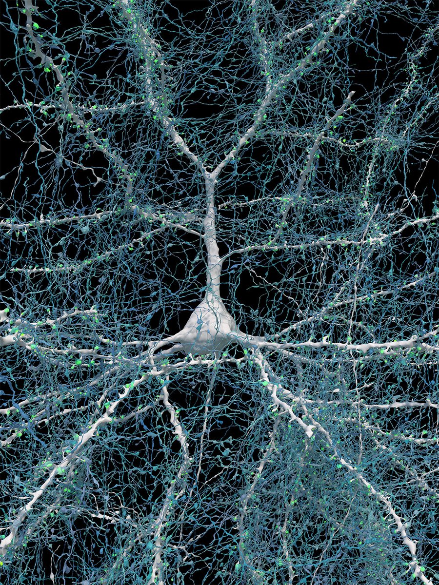 Researchers have generated a nanoscale-resolution reconstruction of a millimeter-scale fragment of human cerebral cortex, giving an unprecedented view into the structural organization of brain tissue at the supracellular, cellular, and subcellular levels. scim.ag/6Zk