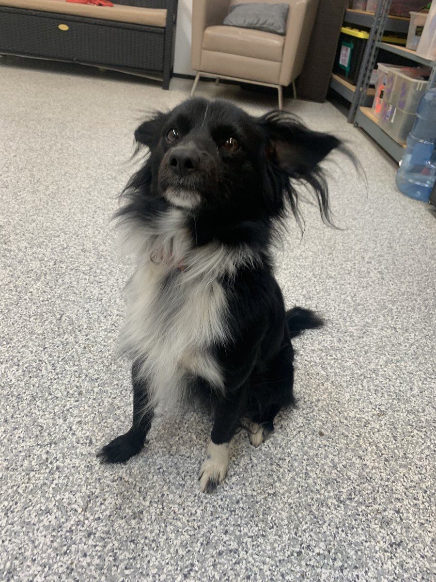 Buy great pyrenees mixed with border collie Deals, image size:900x1200