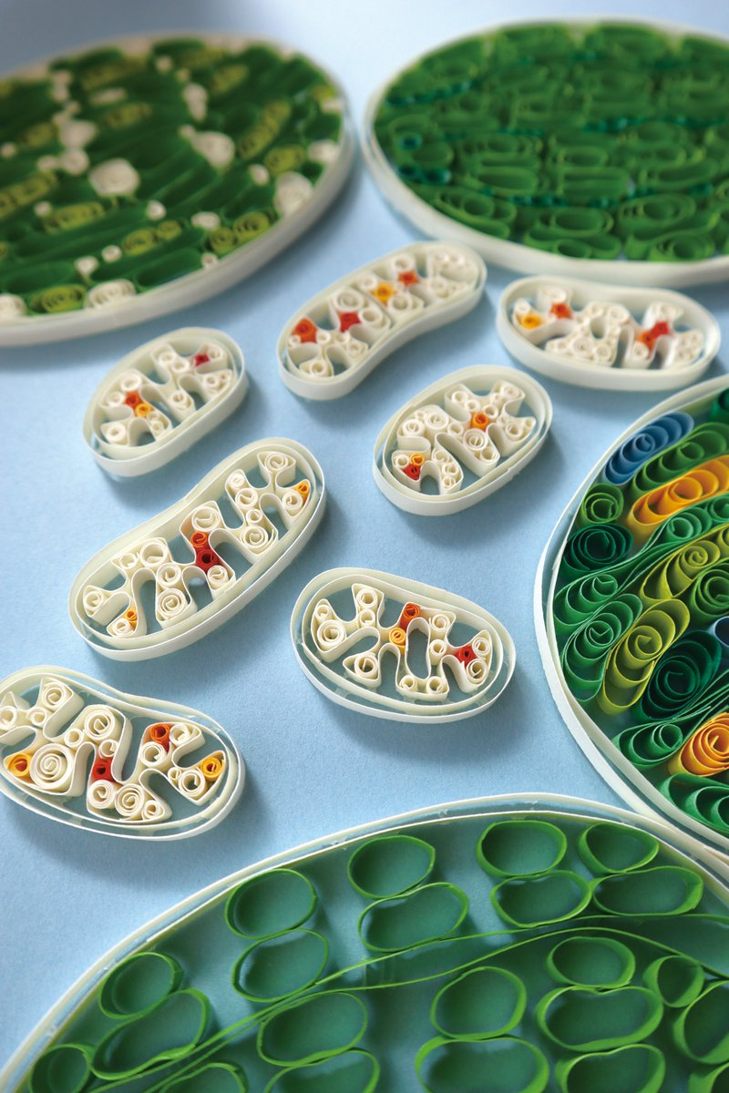 PCP New Issue (65-4) 🌿Online Now!! Special Issue: Multilayered Regulation of Plastids and Mitochondoria Cover: an artist’s impression of mitochondria (white structures) and chloroplasts (green structures). credit from Hiroko Uchida academic.oup.com/pcp/issue/65/4