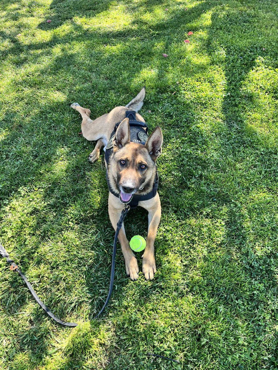 Another day of hide and seek at Citrus Hill High School. I’m sure the tennis team won’t miss my new toy! #K9life.