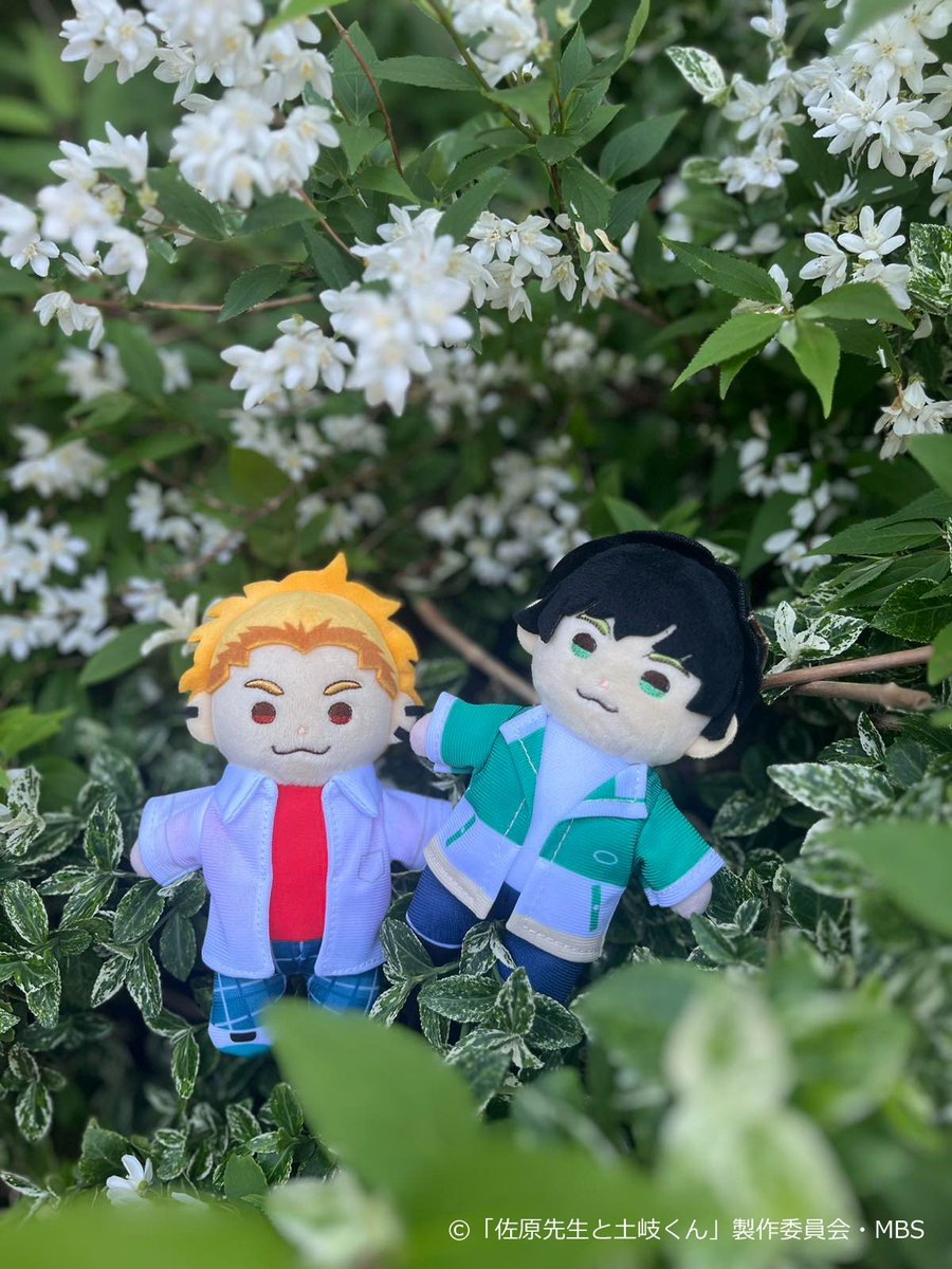 📣ぬいぐるみ商品 初公開✨ ＼ #ドラマ佐原先生と土岐くん 6/7(金) Blu