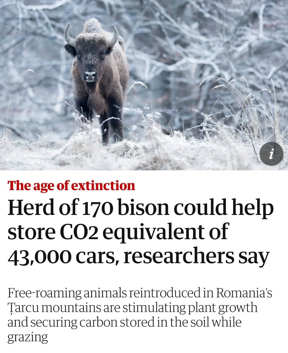 But I was told that ruminants are bad for the environment and causing global warming 🤔