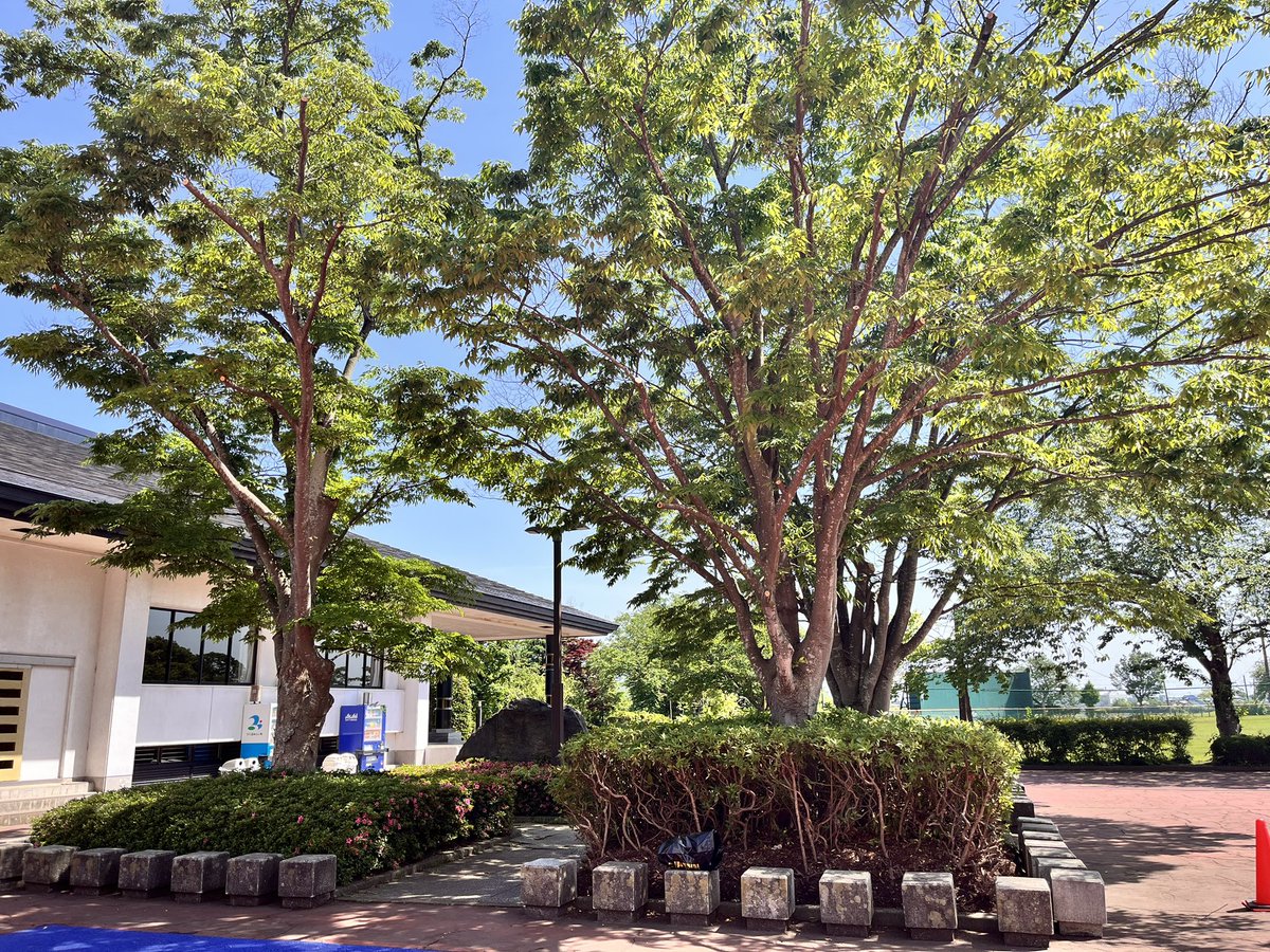 ponkots2125's tweet image. ロボッツ(+クボタ)から寄贈されたバスケットゴール🏀
利用は無料🙆‍♂️
受付窓口に「使いまーす🙋‍♂️」って伝えて名前等記載すればOK🙆‍♂️
木が丁度いい具合に木陰になって休めます🌲
駐車場は砂利駐ですが広いので停めやすいです🚗
#つくばみらい市
#つくばみらい市総合運動公園
#茨城ロボッツ
#3X3
#ダンク禁止