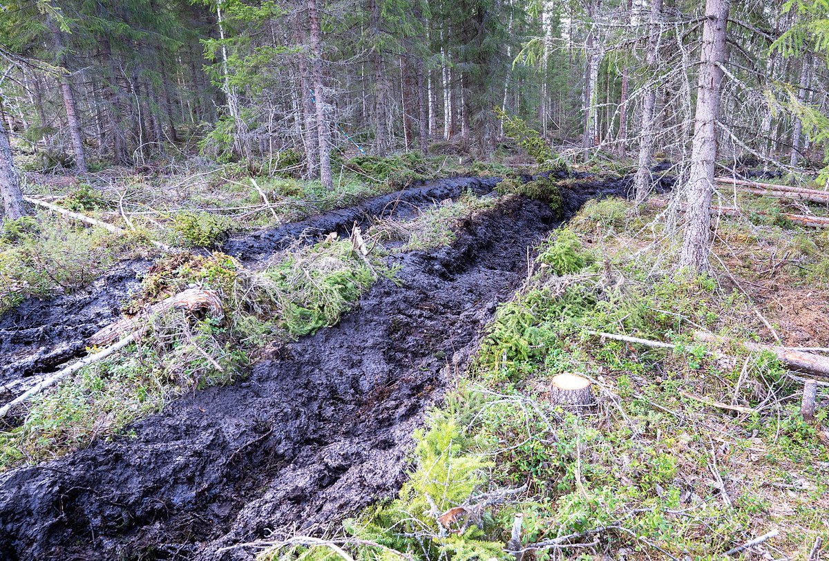 Djurens barnkammartid! Slutavverkning fortsätter! Jämtland 16 ha = 32 fotbollsplaner. Idag 17 maj -24 Privat ägare/NorraSkog. Planterades på 70-talet! 50 åriga träd som mejas ner! Körskador naturligtvis!  Skogsmaskin orsakade skogsbrand 15/5 i Ragunda kommun, 5 mil österut.