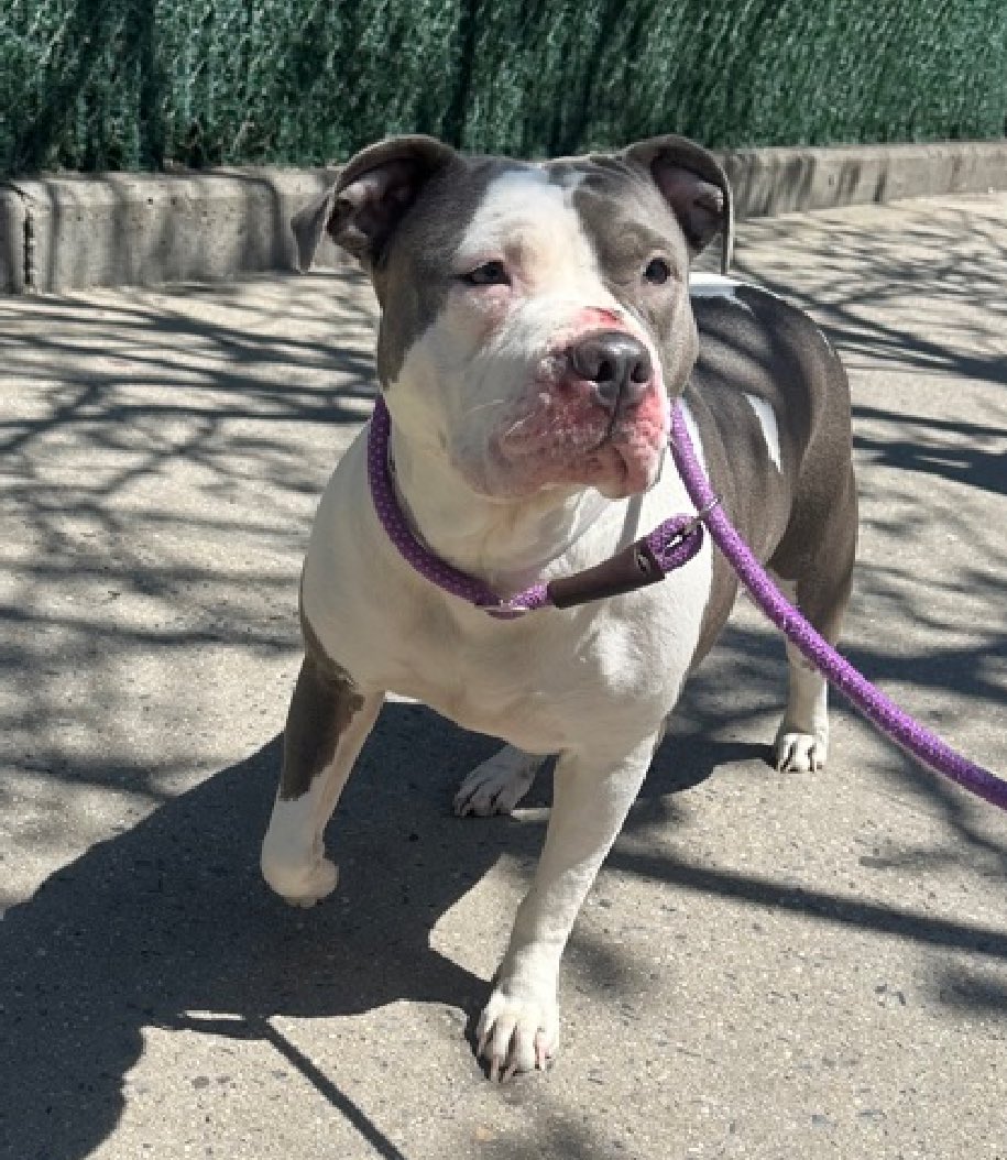 HOURS LEFT, DELISTED in preparation TBK: Bella 198252 is great with strangers, kids, dogs and CATS, this tells you a whole lot about how wonderful she really is. She faces the end of her life in NYCACC because of her family's 'personal circumstances'. A wonderful 3 year old who