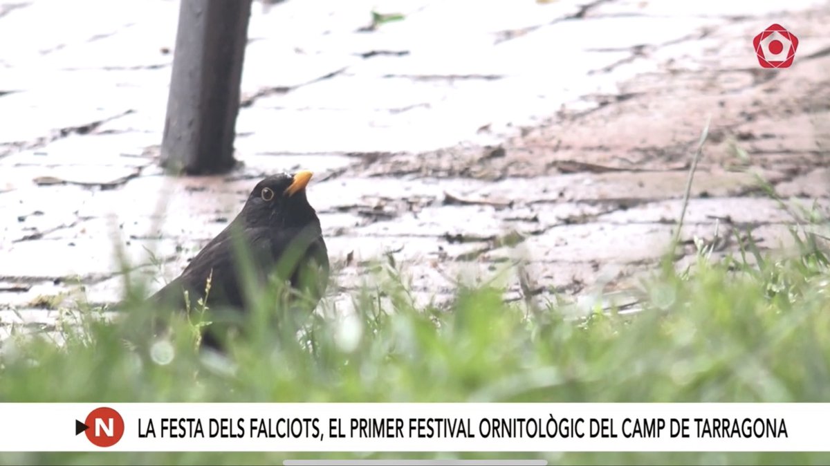 Aquí teniu un reportatge on parlem de la la Festa dels Falciots, el primer festival ornitològic del Camp de Tarragona: youtu.be/6G4wPDauAyo?fe…