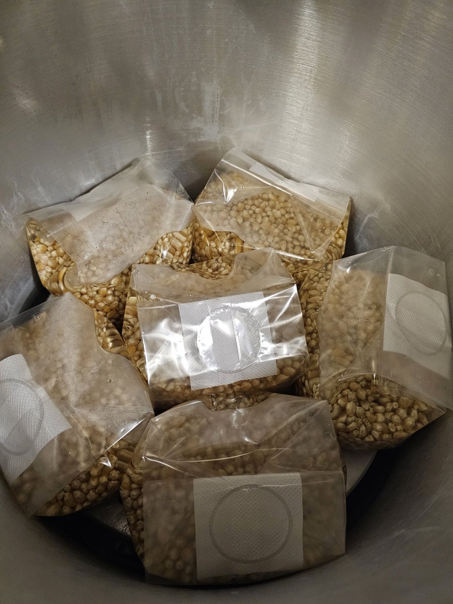 Processing more 1.5lb corn grain spawn bags. $15+shipping, bulk and white label orders available.