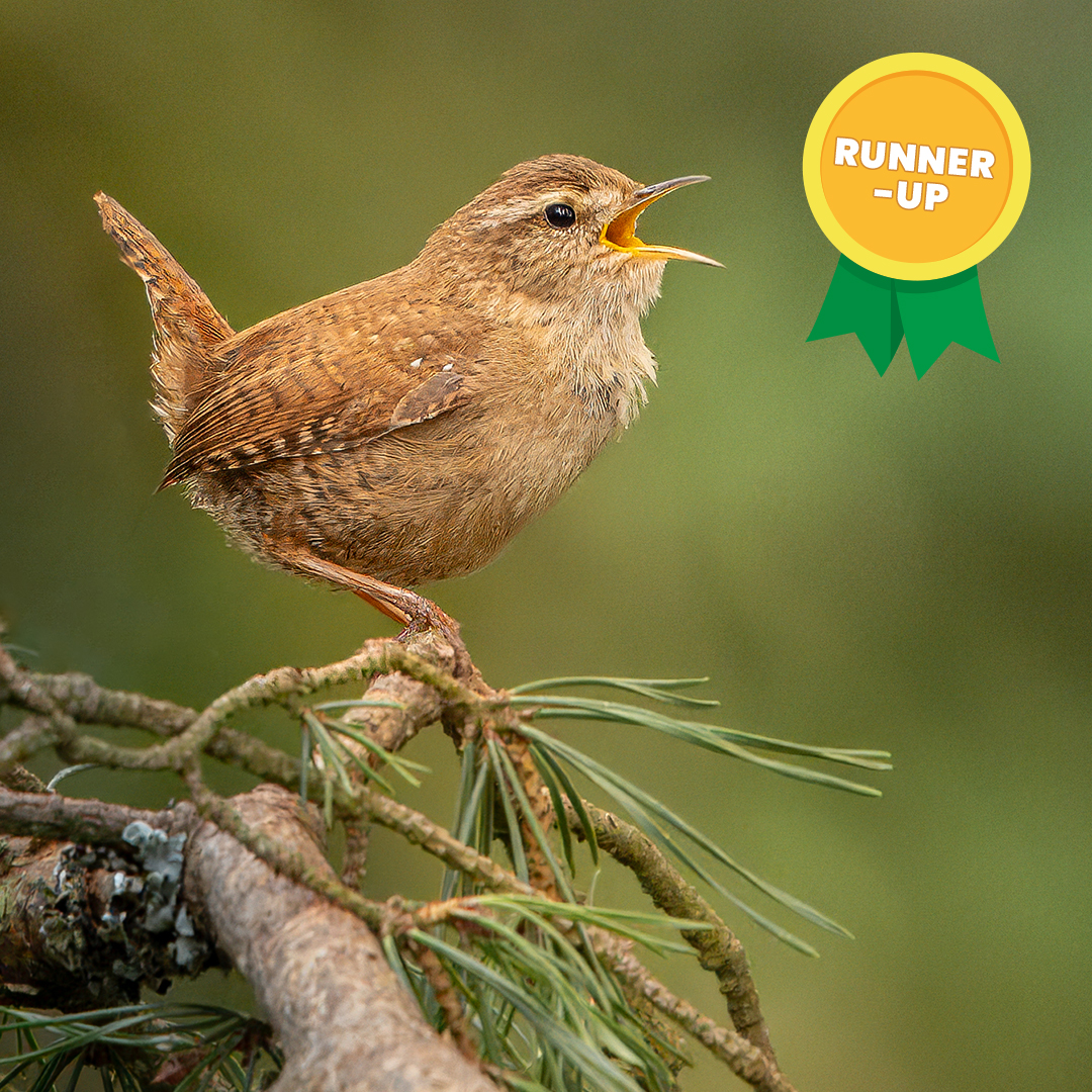 We're thrilled to announce the winners of our recent photography competition with @nationaltrust in this week's issue! 🏆 Thank you to everyone who entered – your talent blew us away! You can check out the shortlisted entries in our online gallery: bit.ly/3ytxXTn