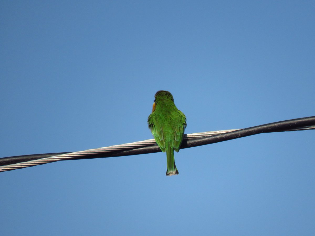 Very easy:
What Bird is this bahlali?