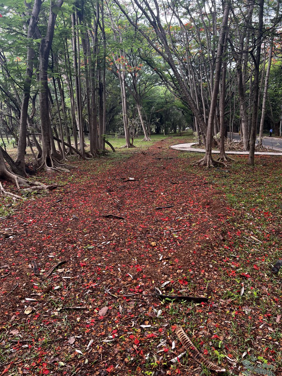 swaminathaniisc's tweet image. A floral carpet on the way to work!
@iiscbangalore