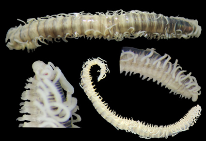 The genus Syllis Savigny in Lamarck, 1818 (#Annelida: Syllidae: Syllinae) from #Australia (Fourth part)
mapress.com/zt/article/vie… 
#Taxonomy