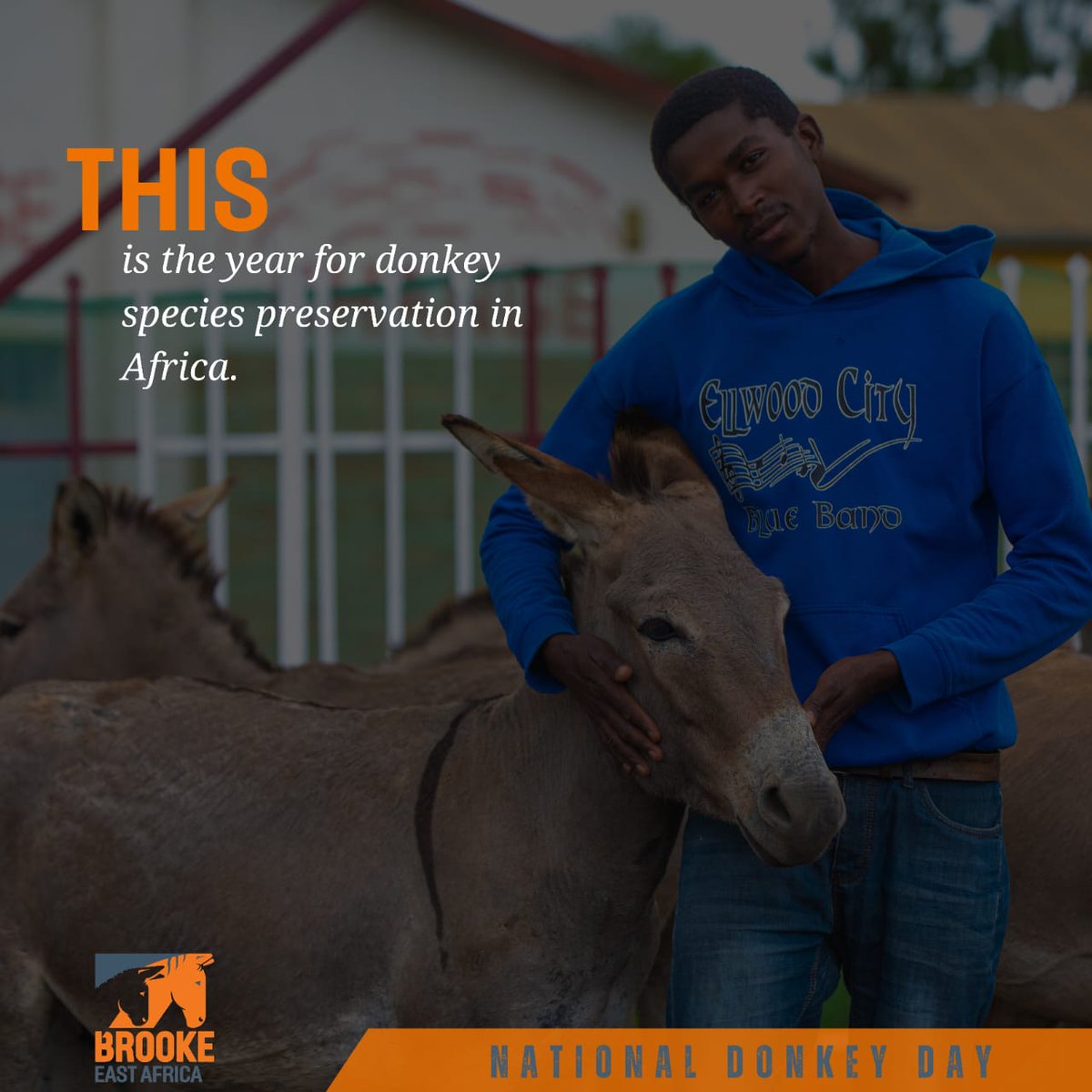 The illegal donkey skin trade not only threatens these animals but also poses significant public health risks. Speak For Donkeys #NationalDonkeyDay @TheBrookeEA @TheBrooke @moh_kenya @kilimoke @interiorke