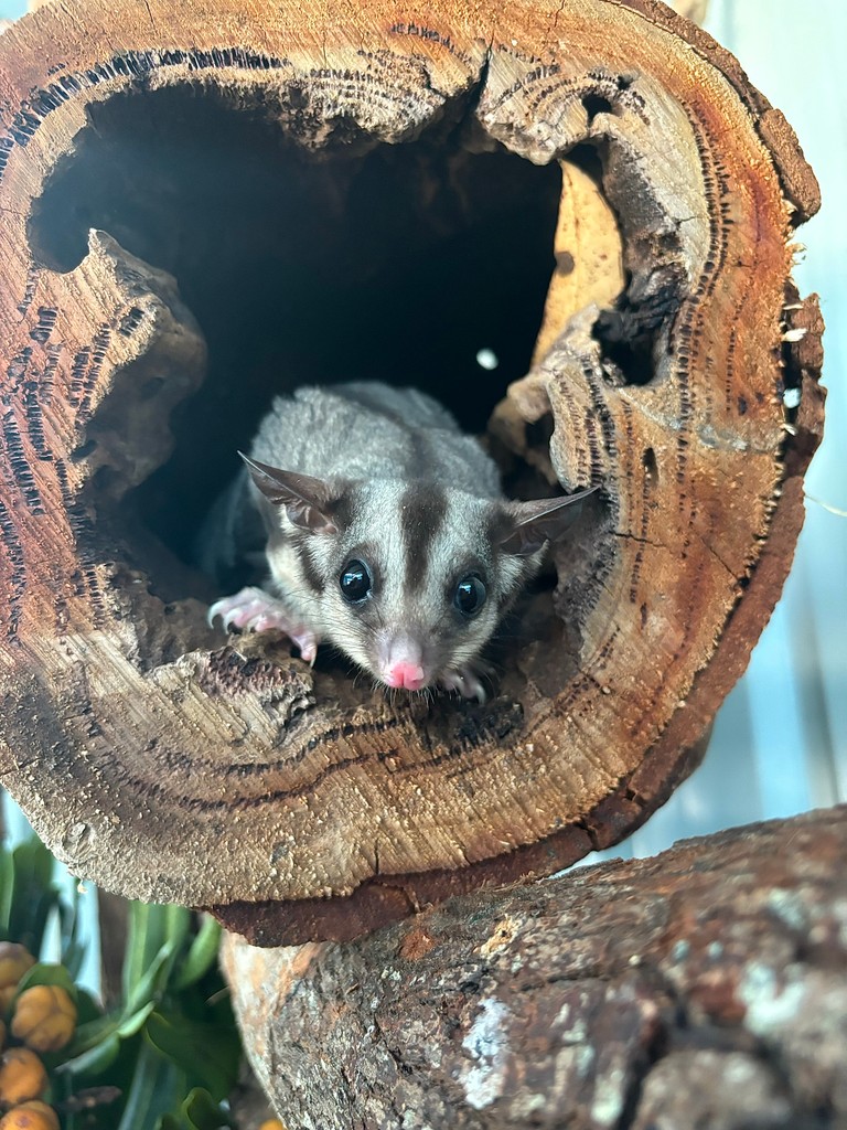 ✨️ Fun Fact Friday ✨️

Did you know that Male Squirrel Gliders have a scent gland on top of their head in the middle part of their dark strip of fur it stretches from the nose to the middle of their back.