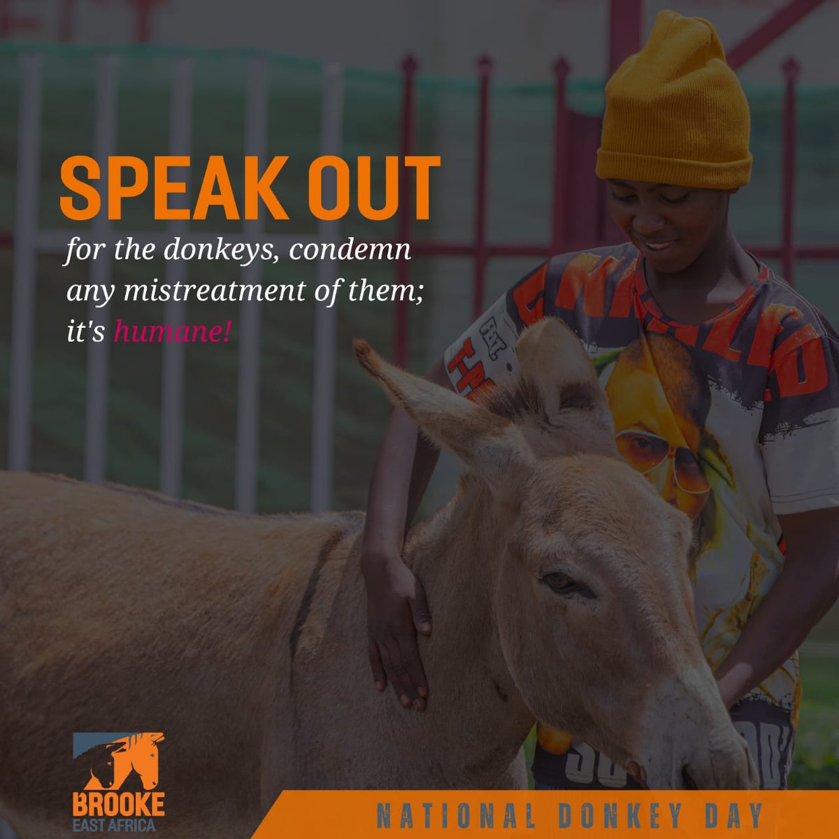 Happy #NationalDonkeyDay. Today, we celebrate the crucial role donkeys play in supporting livelihoods in East Africa. Let’s honor these hardworking animals Speak For Donkeys @TheBrookeEA @TheBrooke @moh_kenya @kilimoke @interiorke