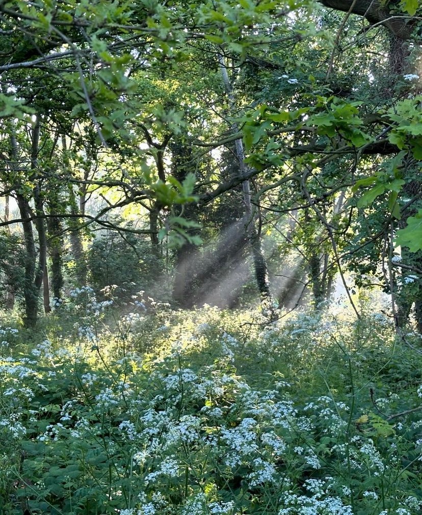 It's cow parsley season and it's looking pretty on #Wandsworth Common! Thanks to <a href="/vad_rag/">Gareth Davies</a> (Instagram) for sharing this lovely photo! #Balham