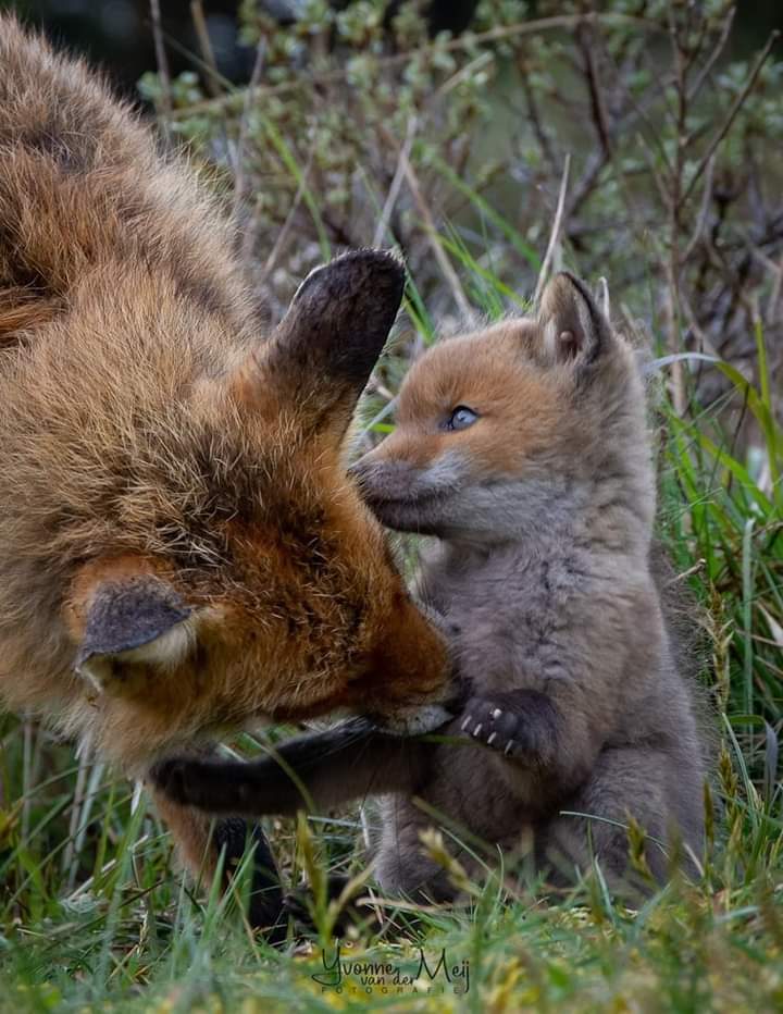 ❤ 𝑺𝑶 𝑷𝑹𝑬𝑪𝑰𝑶𝑼𝑺 ❤🦊❤ #nature #wildlifephotography #wildlife