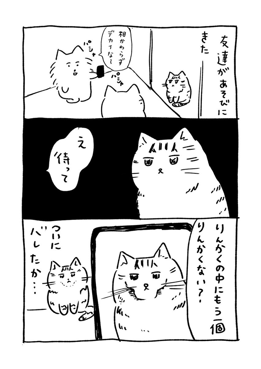 おもしれー猫 