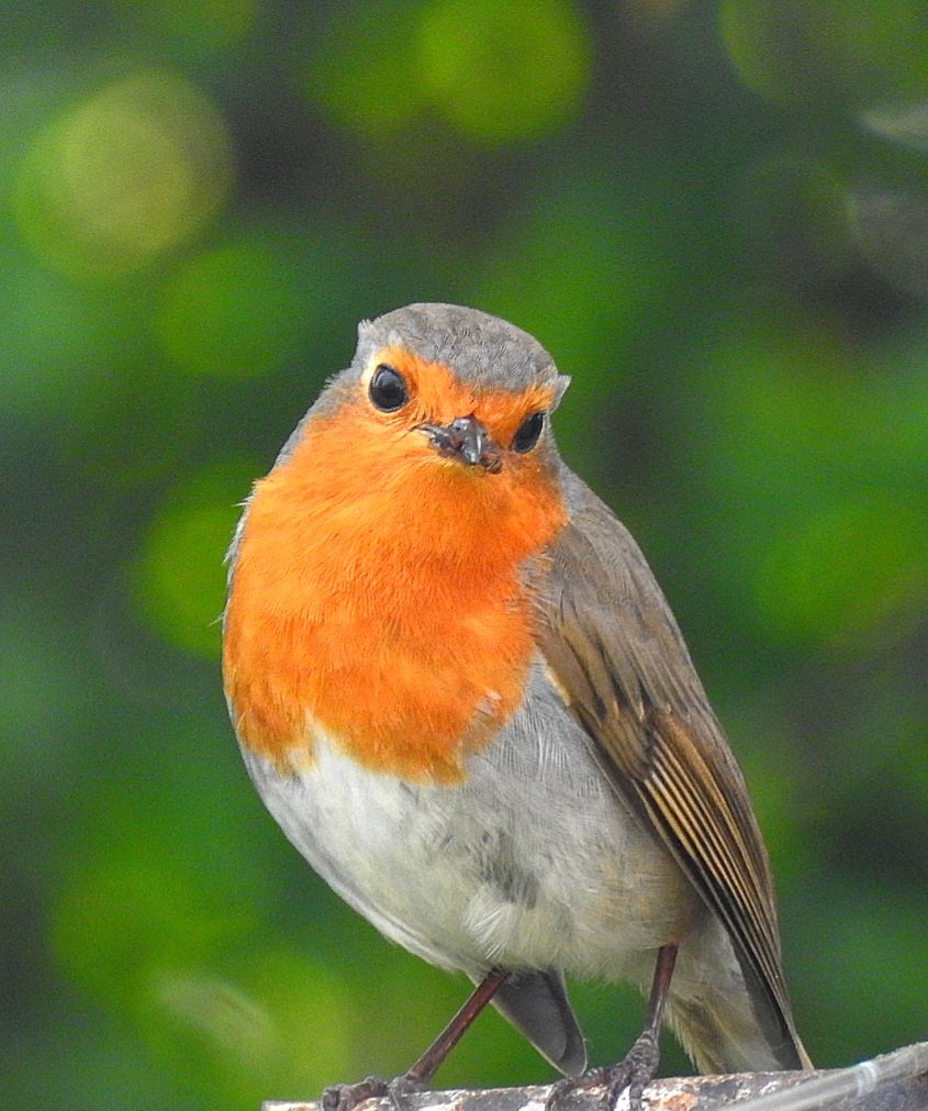 Robin posing nicely for the camera. Have a good day folks. @Natures_Voice @RSPBScotland  🏴󠁧󠁢󠁳󠁣󠁴󠁿 #NaturePhotography #nature #wildlife #wildlifephotography #birds #birdphotography #birdwatching #TwitterNatureCommunity