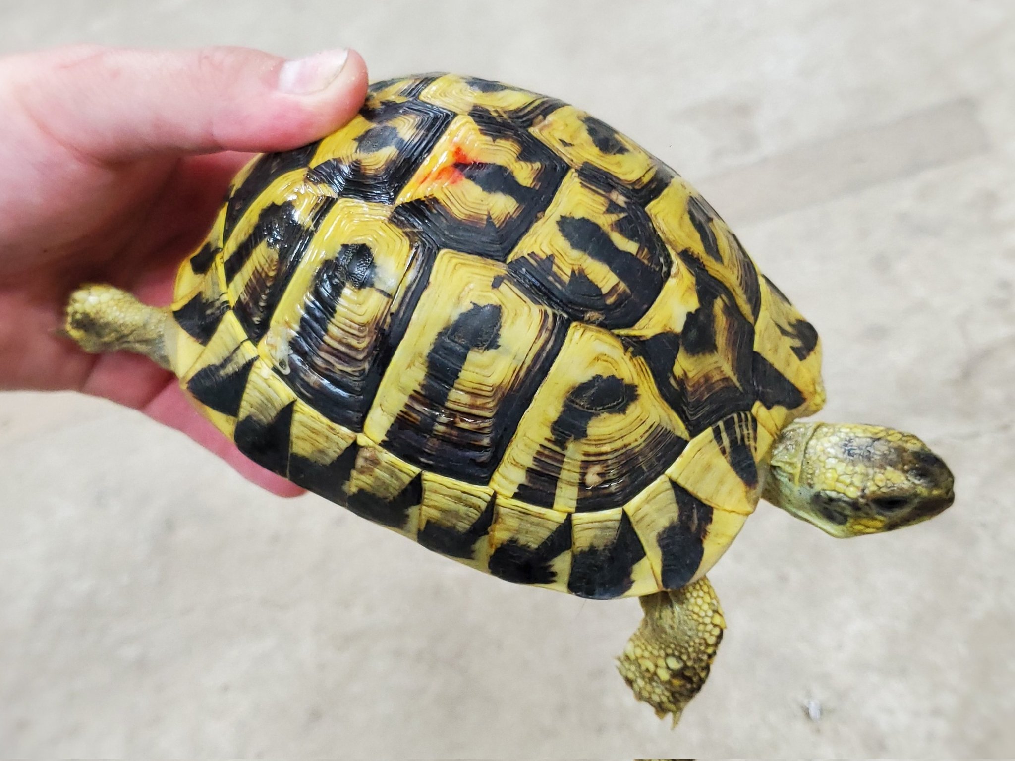 爬虫類クラブJ千代田店【公式】【爬虫類倶楽部】【ハチクラ