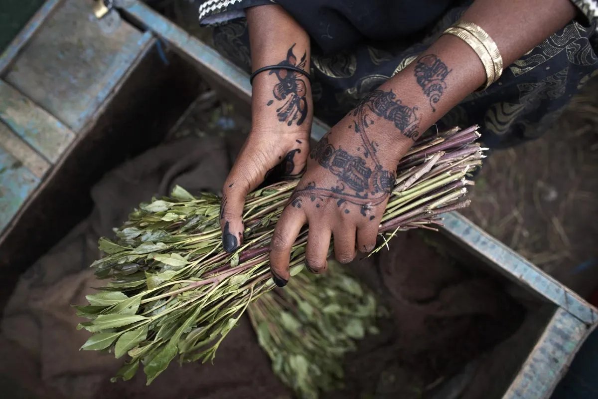 Should women chew miraa or muguka, and what do you make of them? #Brekko (Mombasa leaders claim it is wasting especially their marriages and concentration in business/ work)