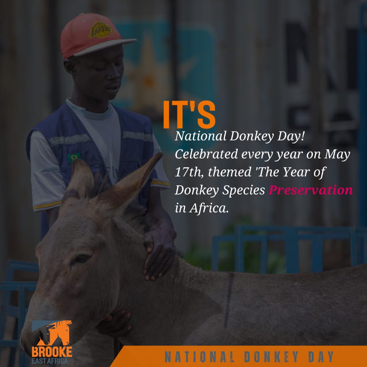 Today we celebrate the year of the Donkey species preservation in Africa. We must make that a reality. #NationalDonkeyDay Speak For Donkeys @TheBrookeEA @TheBrooke
