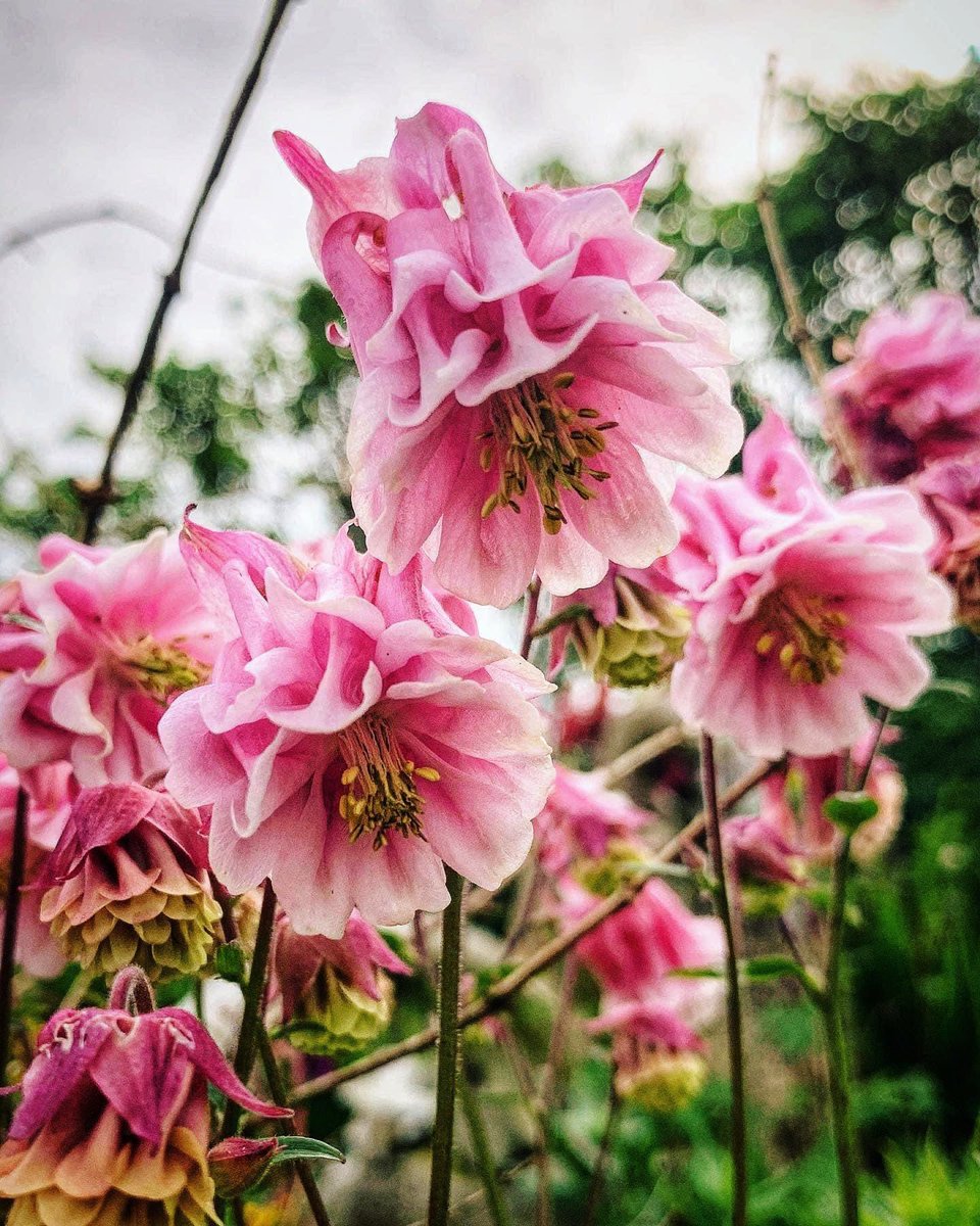 I never needed a profession to define my dreams. Good Friday lovely people in my phone. 🌸💕 #FridayVibes #garden #flowers #goodvibesonly #jefinuist #outerhebrides #scotland