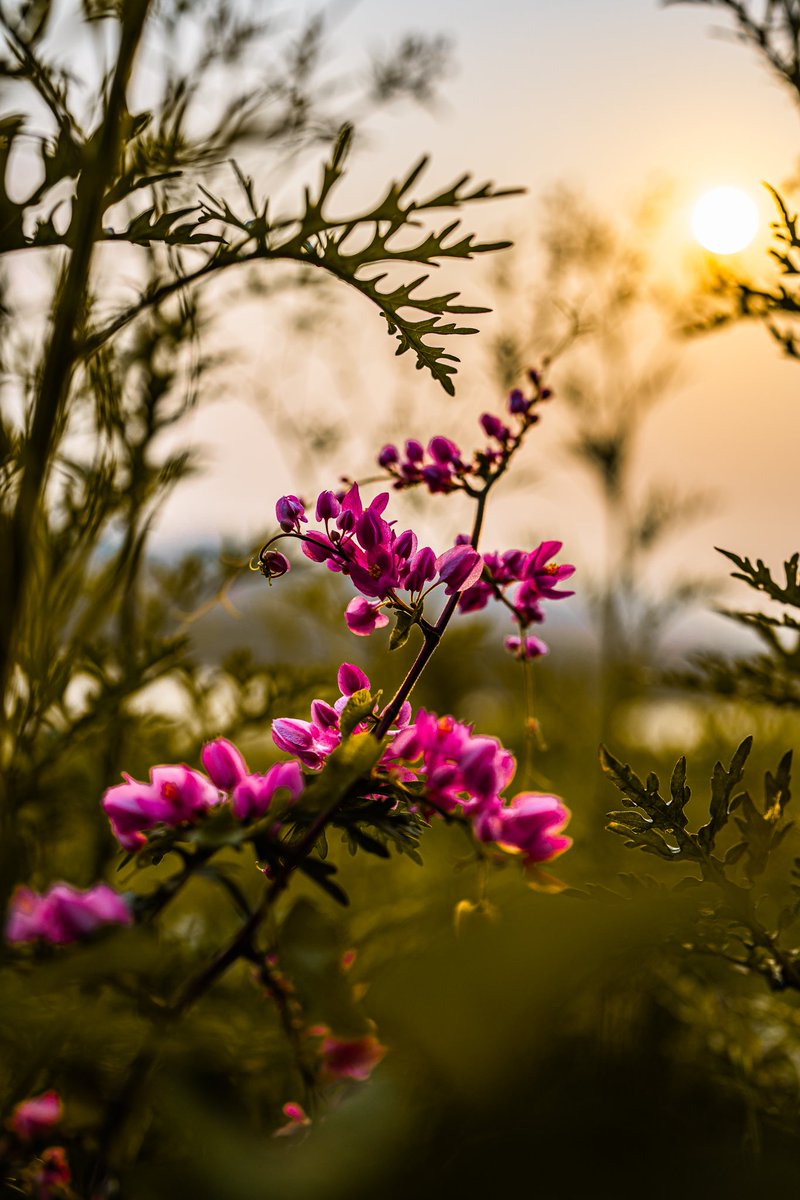 Morning Vibes ..weekend is around the corner !! May u have a colorful one. #SonyAlpha #SonyA7iv #photography #ThePhotoHour #Sunrise #Nagpur #FlowersOnX #naturephotography #twitternaturecommunity #photographylover #PhotographyIsArt #photooftheday #friday