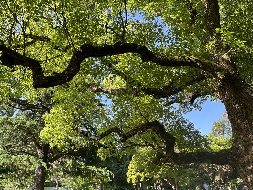 A great start to my day in Tokyo - a run and walk through #HidiyaPark which was just AMAZING 🙌🏽🥳🤩🙏🏾 Green spaces, nature, wetlands matter for cities 👏🏽👏🏽@RamsarConv